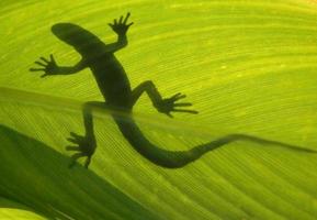 Wild lizard on backlight leaf photo