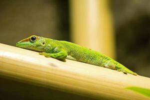 Lizard on bamboo photo