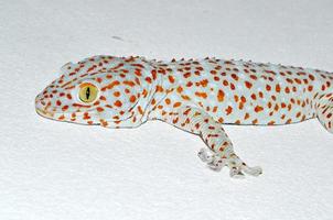 gecko on the wall
