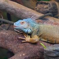 Primer plano de iguana colorida (reptil) en el árbol