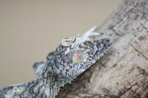 Gecko de cola de hoja cubierta de musgo (uroplatus sikorae) camuflado en un tre foto