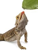 Pogona Bearded Dragon Reptile Licking Water from a Leaf