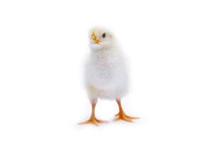 Newborn baby chick on white background.