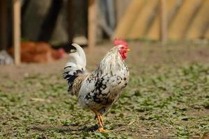 Gallo o pollos en la granja avícola tradicional de corral