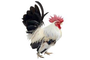 Chicken on white background photo