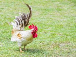 Beautiful bantam rooster in farm.