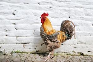 Rooster at white brick wall photo