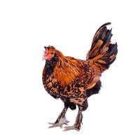 Pavlovian breed Rooster on white