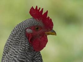 Barred rock Rooster