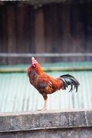 hermoso gallo tailandés encaramado en la valla