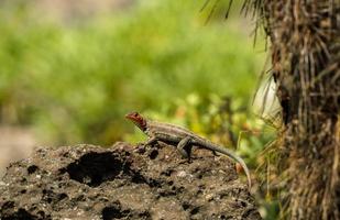 Lava Lizard on the prowl
