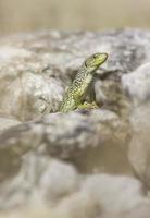 Oscellated lizard (Timon lepidus) in rocky habitat photo