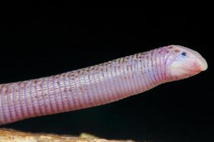 Worm lizard / Diplometopon zarudnyi