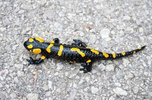 Fire salamander closeup