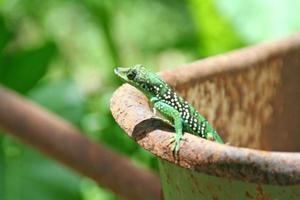 Green  lizard