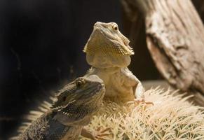 Two Bearded Dragons photo