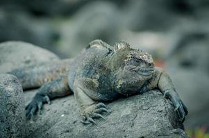 iguanas en san cristobal islas galápagos foto