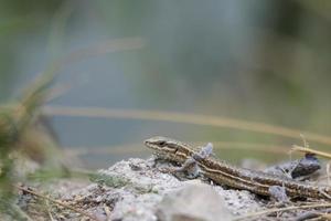 Small Vivparous Lizard photo
