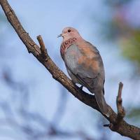 Close-up of a laughing dove (Streptopelia senegalensis)
