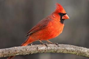 cardenal del norte foto