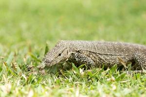 Monitor Lizard (Sril Lanka)
