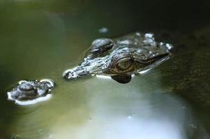 Young alligator photo