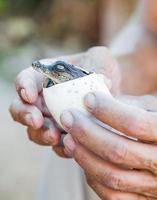 cocodrilo vive huevos en manos humanas