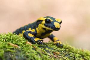 fire salamander photo