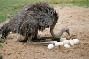 Ostrich and its eggs in nest photo