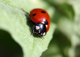 Red Ladybug photo