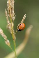 ladybug on a stem close-up