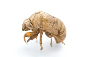 Cicada Shell photo