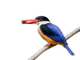 Black- capped kingfisher ( eating crickets ) on white background
