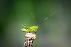 Green grasshopper resting on a dandelion