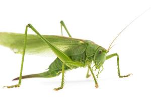 green grasshopper photo