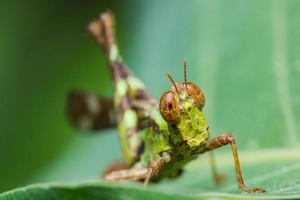 short horn grasshopper photo