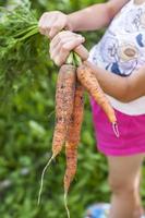 Bunch of fresh organic carrots dirt in children's hands
