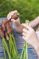 zanahorias frescas en las manos de los niños