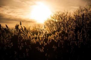 puesta de sol con bush