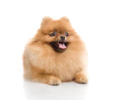 Spitz, perro Pomerania en estudio foto