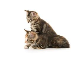 dos lindos gatitos en blanco foto