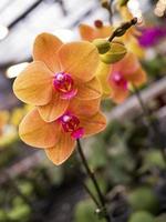 Phalaenopsis, Orchidaceae photo