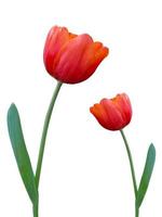 flor de tulipán rojo aislado sobre fondo blanco foto