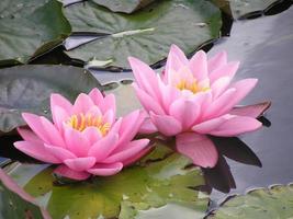 Two pink waterlilies