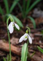 The first snowdrops photo