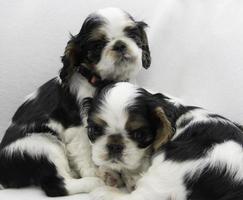 Black and White Puppies photo