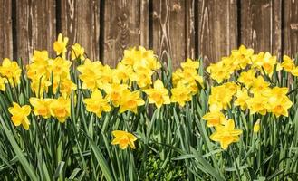 Daffodils - Narcissus photo