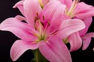 Oriental Pink Lilly photo