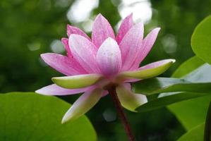flor de loto y plantas de flor de loto foto