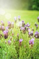 Garden with freshly flowering lavender flower photo